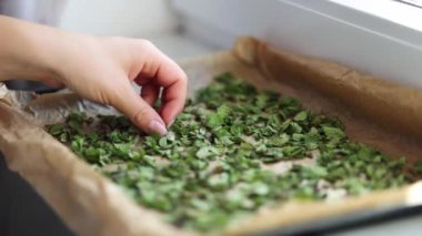 Kadın eli nane yaprağı. Evde doğal kuruma. Balmumu kağıdında yeşil kurutulmuş nane. Yüksek kalite 4k görüntü