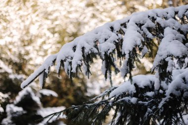 Karlı ormanın manzarası. Güneş ışınları ağaçların arasından geçer. Kış batımı. Yüksek kalite fotoğraf