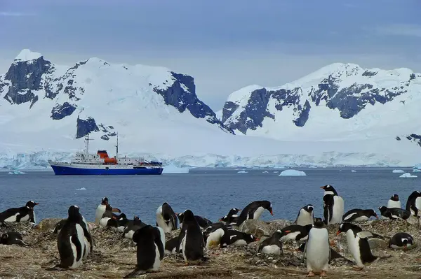Antarktika - 23 Aralık 2014: Büyük bir grup penguen, karla kaplı kaya dağları ve bir yaz sabahı keşif gemisiyle Antarktika manzarası