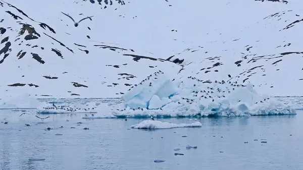 Norveç 'in Svalbard takımadalarının Hornsund fiyortlarındaki mavi buz blokları üzerinde dinlenen büyük bir kuş sürüsü.