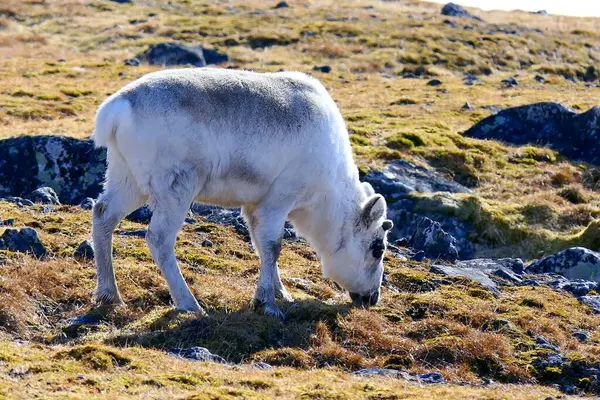 Norveç takımadalarındaki Blomstrandhalvoya adasında yosun yiyen boynuzsuz dişi ren geyiği.