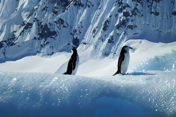Bir çift komik çene kayışlı penguen, Antarktika 'da güneşli bir günde, bir buzdağının pürüzlü, ışıltılı yüzeyinde kendilerini gözden uzak tuttular.