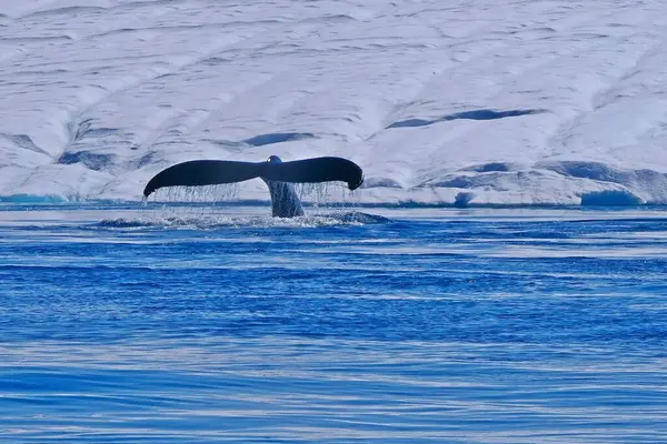 Danimarka 'nın batı Grönland bölgesindeki Disko Körfezi' nin arka planında su damlacıkları ve karla kaplı dev bir buzdağının olduğu bir balinanın kuyruğu görülüyor.