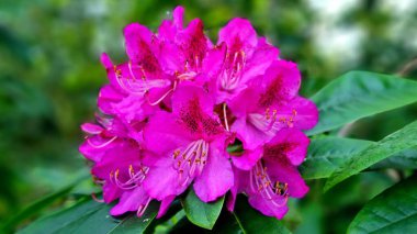 Bulanık yeşil arka planda Rhododendron Katawbiense Glandiflorum 'un zengin pembe görkemli infloresanları. Seçili odak