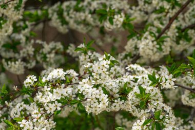 Beyaz çiçekli çiçek açan ağaç, arka plan