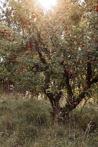 Manzano Aire Libre Campo Con Manzanas Maduras Jugosas Rojas Para — Foto de Stock