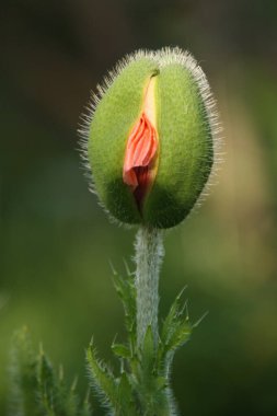 Azıcık açılmış haşhaş çiçeği tomurcuğu, dikey fotoğraf, çiçeğin yakın çekimi