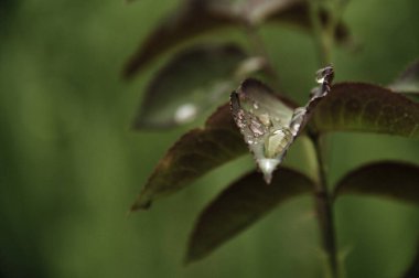 Tomurcuksuz, çoğunlukla yeşil renkli bir gül çalısının bir parçası. Görüntü, yapraklardaki su damlacıklarını vurgular