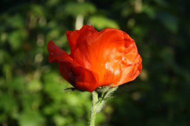 Haşhaş çiçeği tomurcuğunun bulanık yapraklara ve dallara yakın plan, kırmızı ve yeşil