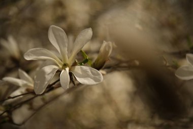 Kyiv 'deki Ukrayna botanik bahçesinden bir manolya tomurcuğunun yaprakları.