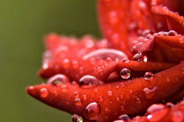 Yağmurdan sonra taze su damlacıkları ile canlı kırmızı çiçek yaprakları aşırı yakın çekim.