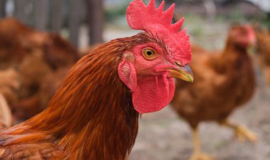 Kırmızı horoz Kümes hayvanları bahçesinde kafa portresi yakın. Yüksek kalite fotoğraf