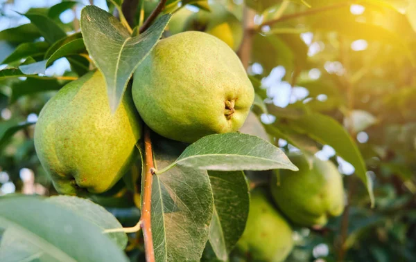 Stock image Fresh ripe pears on the pear tree branch harvest concept