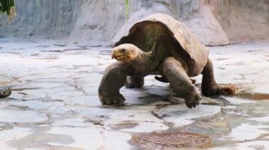 Tropik ada Galapagos kaplumbağasında yürüyen dev gri kaplumbağa. Yüksek kalite 4k görüntü