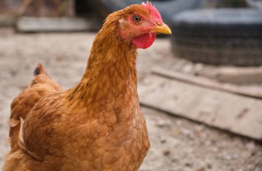 Red chicken rooster close up head portrait in The Poultry Yard. High quality photo