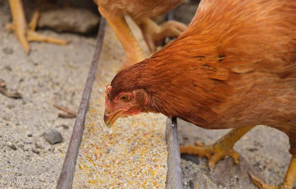 Chickens Pecking Feed Close Eating Food Backyard Hen House High — ストック写真