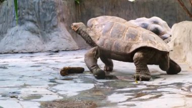 Tropik ada Galapagos kaplumbağasında yürüyen dev gri kaplumbağa. Yüksek kalite 4k görüntü