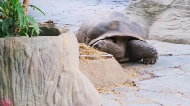 Τεράστια Γκρίζα Χελώνα Στέκεται Στο Τροπικό Νησί Galapagos Χελώνα Πόδια — Αρχείο Βίντεο