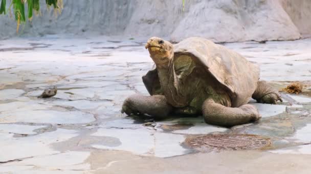 Jättegrå Sköldpadda Står Tropiska Galapagos Sköldpadda Promenader Högkvalitativ Film — Stockvideo