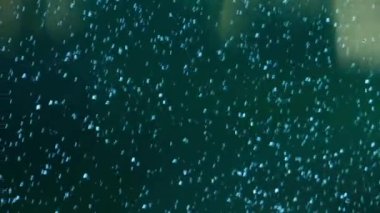 Cam havuz akvaryumundaki su içinde küçük bir hava kabarcığı. Yüksek kaliteli FullHD görüntüler