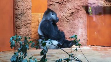 sad silverback gorilla in zoo glass windows . High quality 4k footage
