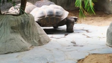 Tropik ada Galapagos kaplumbağasında yürüyen dev gri kaplumbağa. Yüksek kalite 4k görüntü