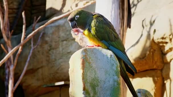 Burung Beo Makan Memegang Kakinya Hari Yang Cerah Rekaman Berkualitas — Stok Video