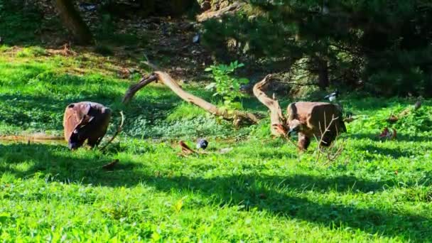 鹰在森林里吃猎物 吃地上的肉 高质量的4K镜头 — 图库视频影像
