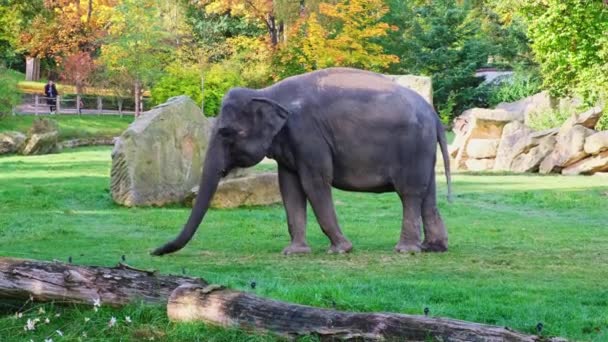 Small Baby Elephant Eating Hay Zoo Early Autumn Electric Fence — Vídeos de Stock