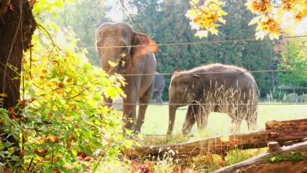 Fil Anne Bebek Sonbaharın Başlarında Hayvanat Bahçesinde Elektrikli Çitlerin Arkasında — Stok video