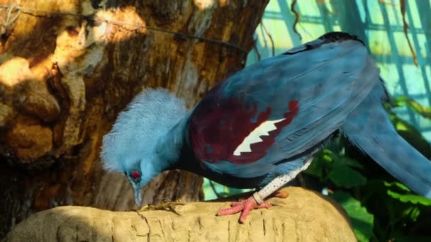 Broody Crowned Pigeon Bird Preparing Hatch Place High Quality Footage — Video