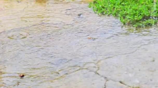 Heavy Rain Drops Drip Concrete Outdoor Floor Green Grass Damage — Video