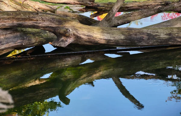 Ölü ağaç gövdesi su yansımasına düşmüş. Huysuz sonbahar ağaçları. Yüksek kalite fotoğraf