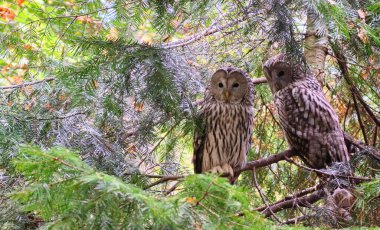 Parktaki ağaç dalında oturan iki güzel benekli baykuş. Yüksek kalite fotoğraf