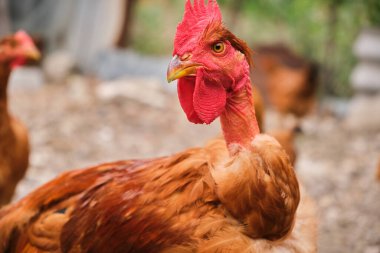 Red chicken rooster close up head portrait in The Poultry Yard. High quality photo