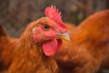 Red chicken rooster close up head portrait in The Poultry Yard. High quality photo