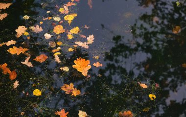 Sonbahar göletinin turuncu ve burunlu parlak manzarası