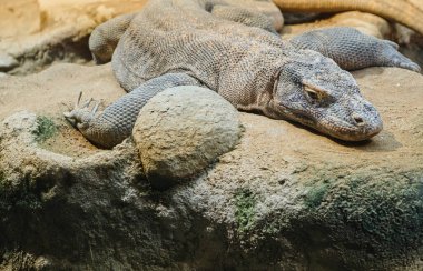 Kayaların üzerinde oturan bir komodo ejderhasının yakın çekimi. Varanus komodoensis. Yüksek kalite fotoğraf
