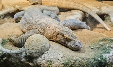 Kayaların üzerinde oturan bir komodo ejderhasının yakın çekimi. Varanus komodoensis. Yüksek kalite fotoğraf