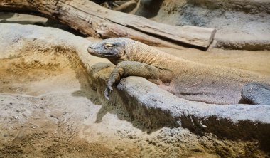 Kayaların üzerinde oturan bir komodo ejderhasının yakın çekimi. Varanus komodoensis. Yüksek kalite fotoğraf