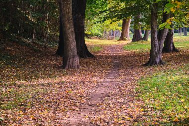 Sonbahar parkındaki boş patika ağaçlarıyla kaplı. Yüksek kalite fotoğraf