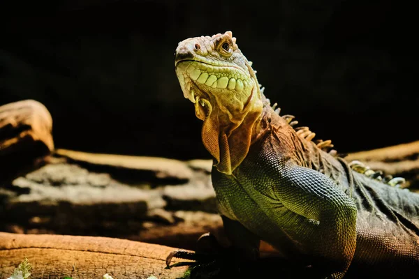 iguana zoo Reptile animal close up view through protective glass visitors. High quality photo