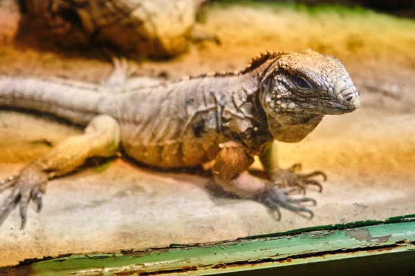 iguana zoo Reptile animal close up view through protective glass visitors. High quality photo