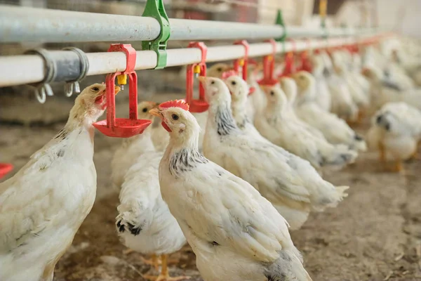 Sıcak havalarda aile çiftliğinde tavukların meme ucuyla içme suyunu kapatın. Üretim aşaması için meme uçlarını içiyorduk. Temiz ve taze su 