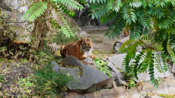 Sibirische Tigerfamilie Weibchen Kickt Männchen Zoo Hochwertiges Filmmaterial — Stockvideo