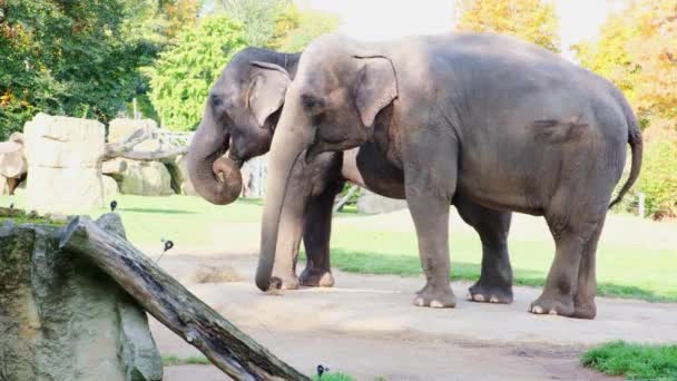 Dwa Dorosłe Słonie Stojące Zoo Karmienie Jeść Siano Wysokiej Jakości — Wideo stockowe