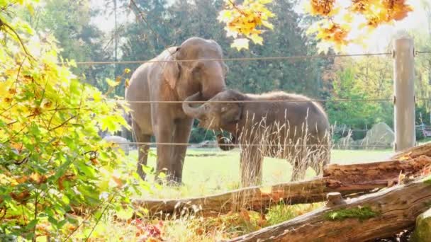 動物園の電気柵の後ろにいるゾウの母親と赤ちゃん 高品質4K映像 — ストック動画