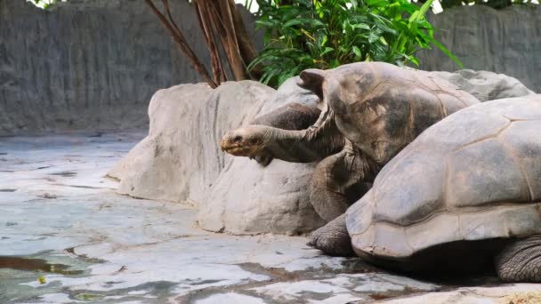 Riesige Graue Schildkröte Auf Der Tropischen Insel Galapagos Beim Gehen — Stockvideo