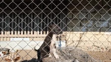 Little Puppies in dog shelter pound Rescued little puppies in a foster home . High quality 4k footage