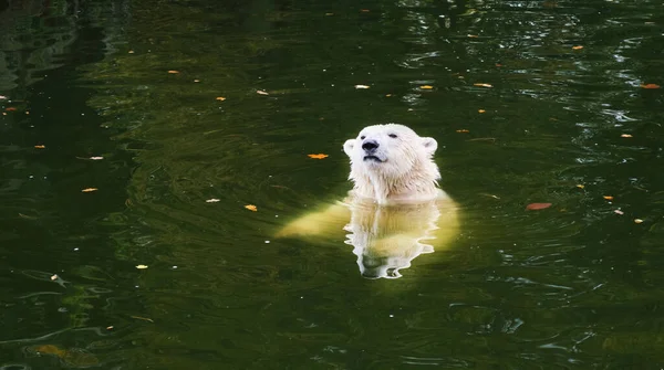 Polar bear swimming in water pool autumn zoo. High quality photo